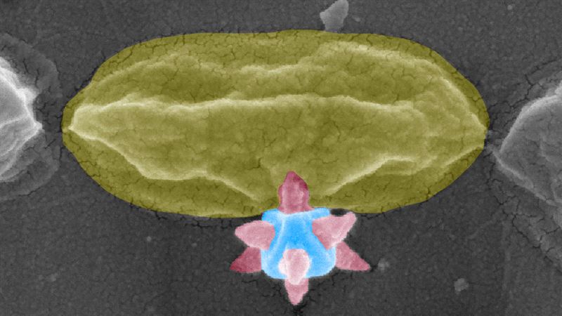 The moment of death for the bacteria. A scanning electron microscopy image of the MOF structure puncturing the bacteria.